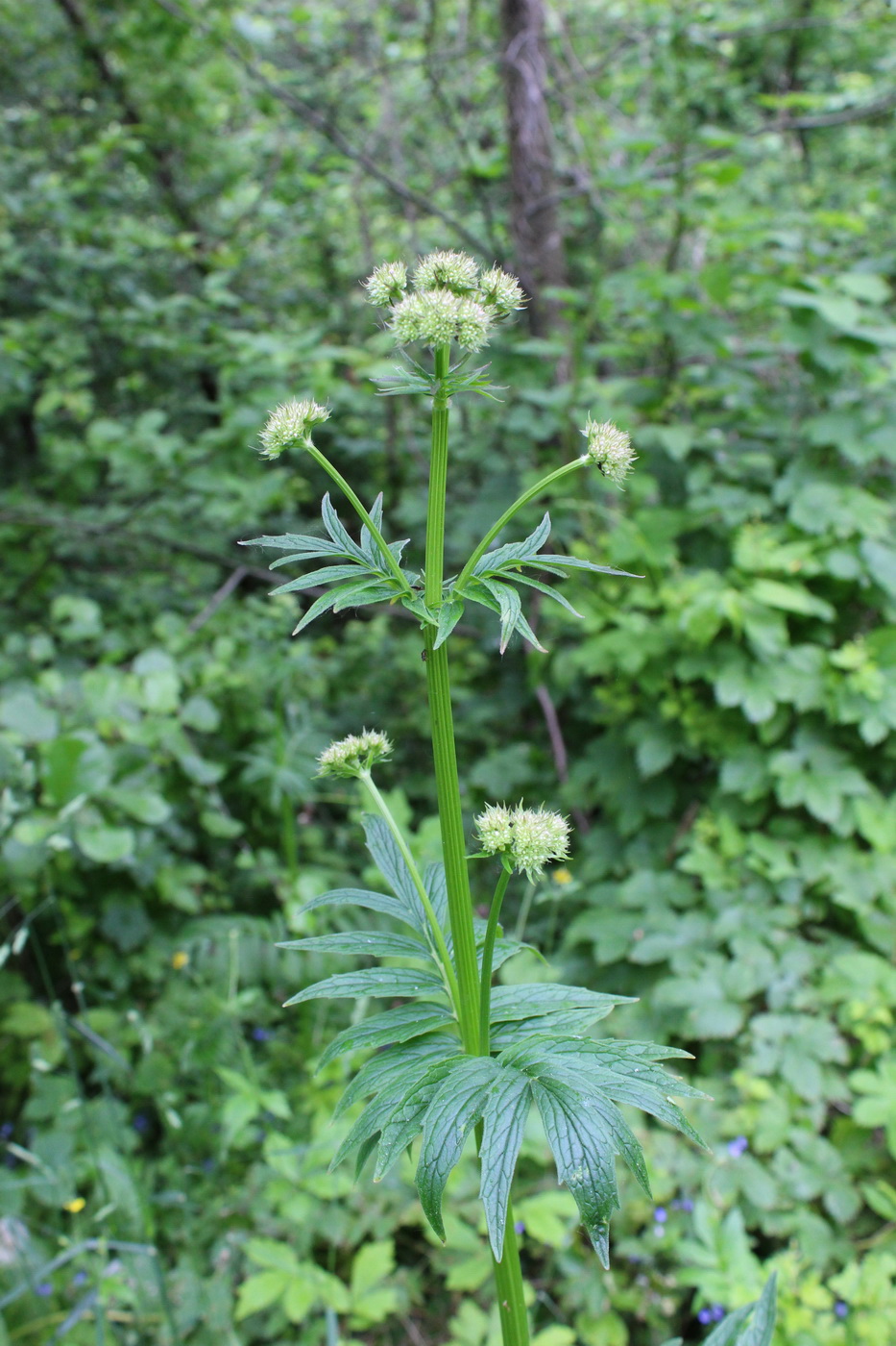 Изображение особи род Valeriana.