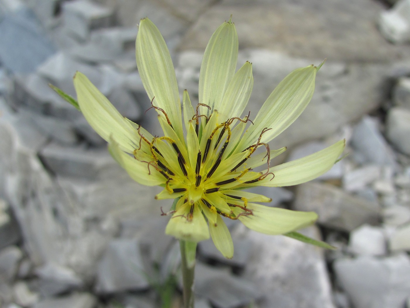 Image of Tragopogon dubius specimen.