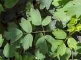 Thalictrum flavum