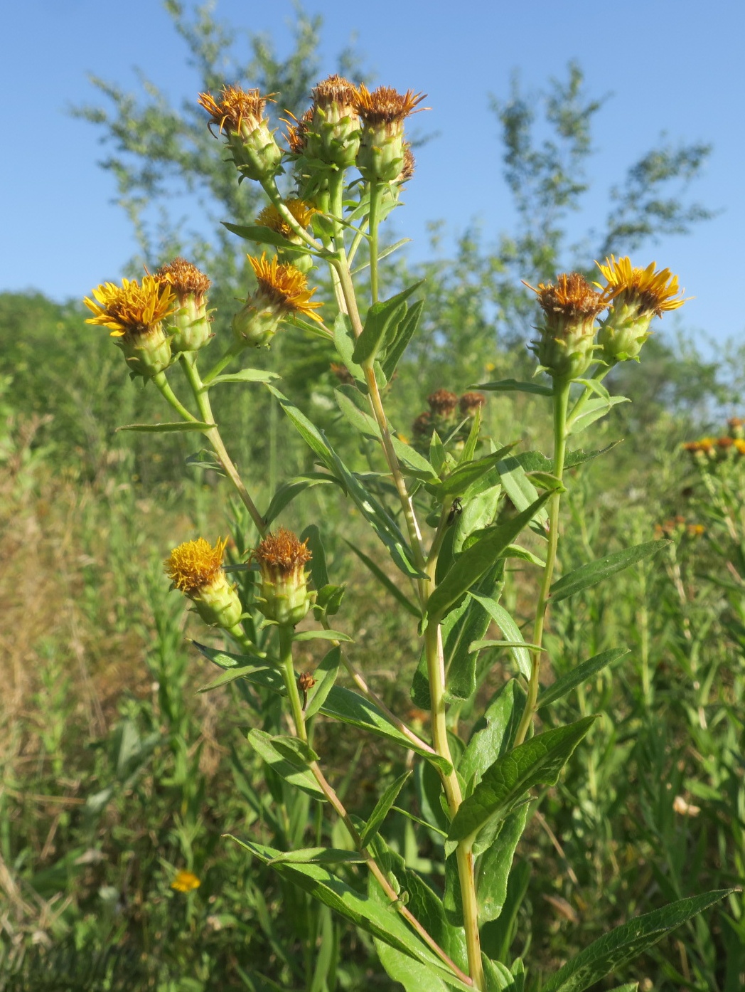 Изображение особи Inula sabuletorum.