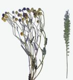Tanacetum