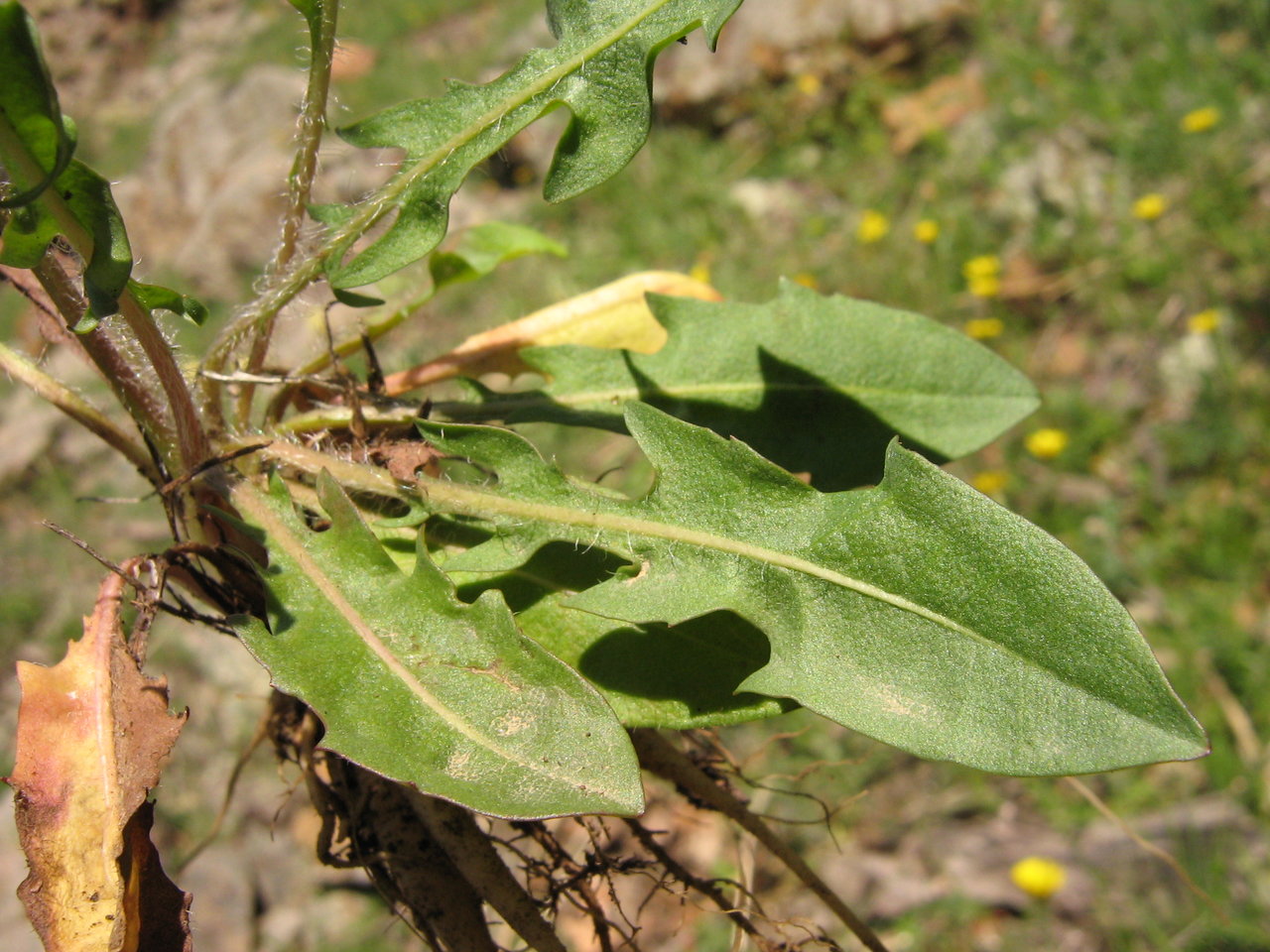 Image of Scorzoneroides cichoriacea specimen.