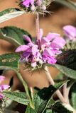 Phlomis regelii