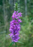 Lythrum salicaria. Верхушка цветущего растения. Пермский край, Оханский р-н, Тулумбаихинское сельское поселение, Кунчурихинский бор, опушка в смешанном лесу. 14.08.2020.