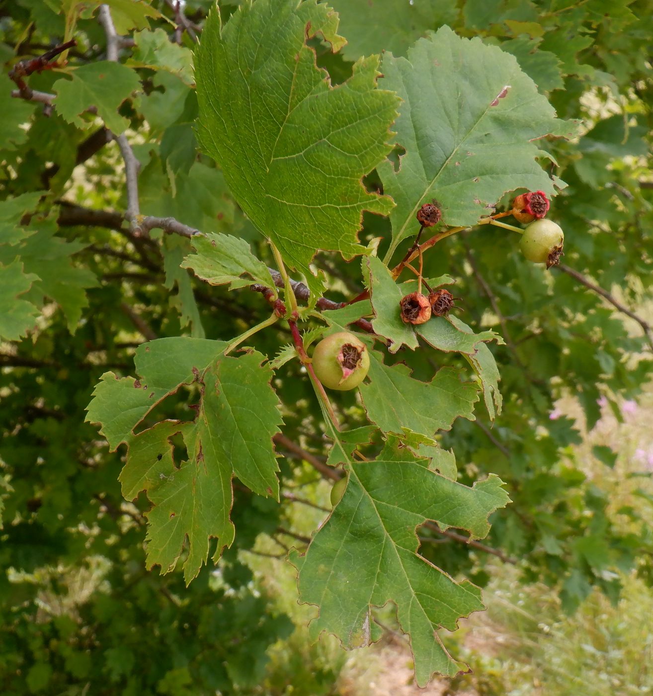 Изображение особи Crataegus chlorocarpa.