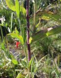 Epilobium parviflorum