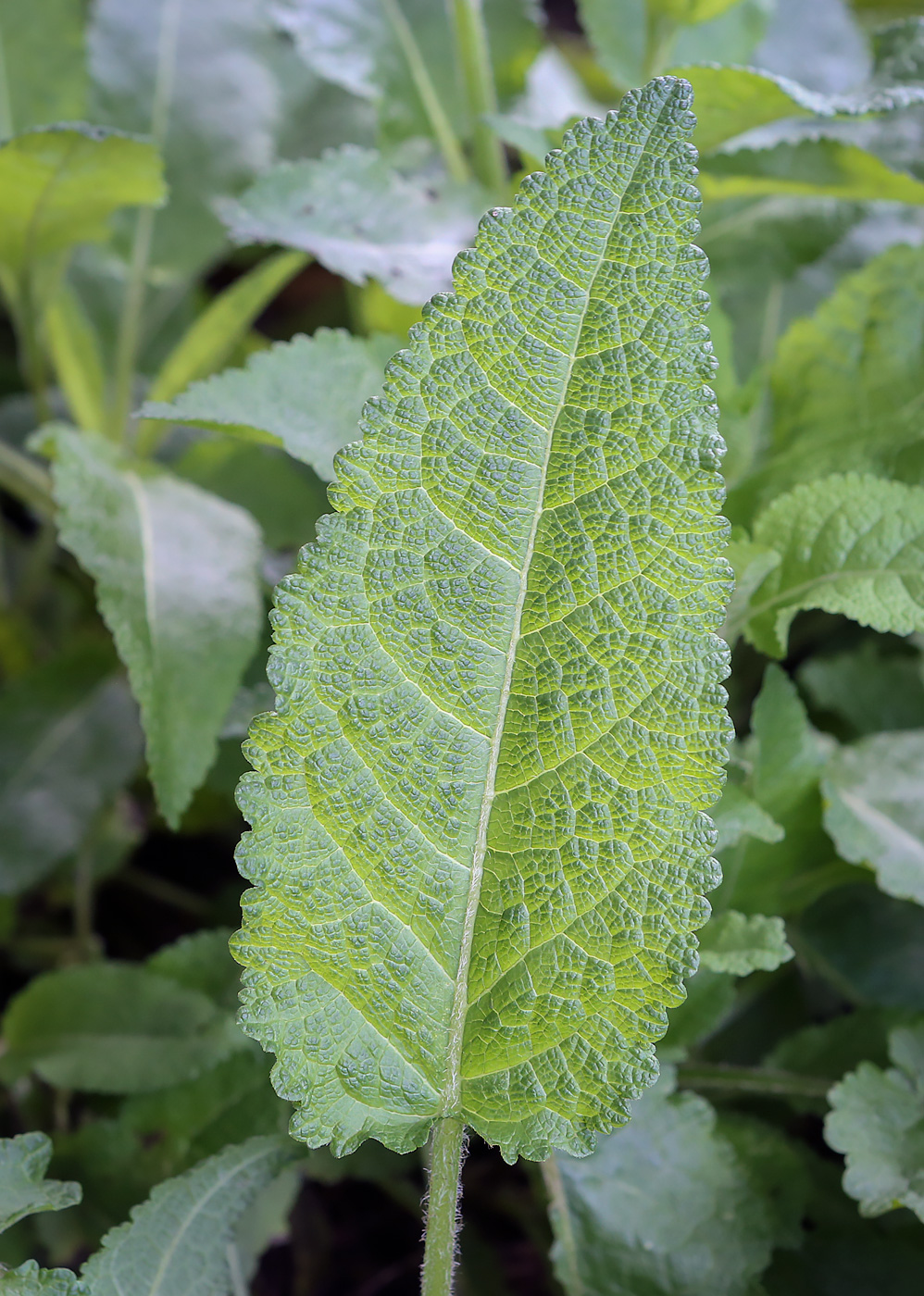 Изображение особи род Salvia.