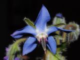 Borago officinalis. Цветок. Мурманск, в культуре. 30.06.2010.