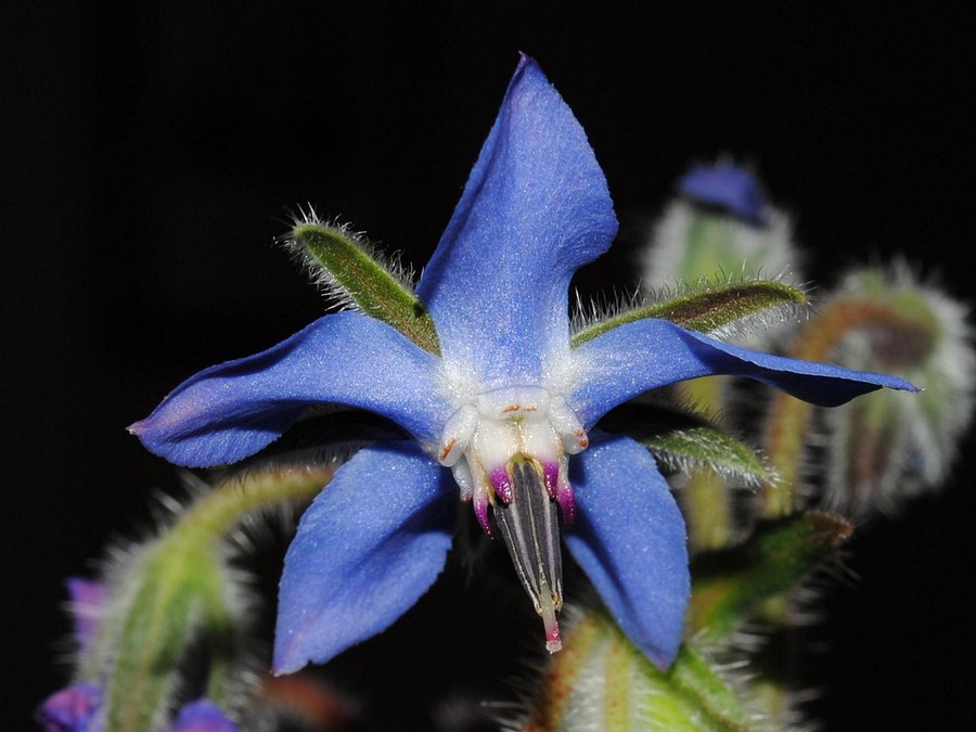 Изображение особи Borago officinalis.