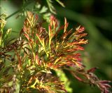 Daucus sativus