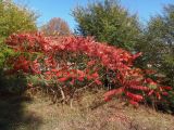 Rhus typhina. Деревья с листьями осенней окраски. Украина, г. Запорожье, пос. Солнечное, перед Институтом масличных культур. 23.10.2020.