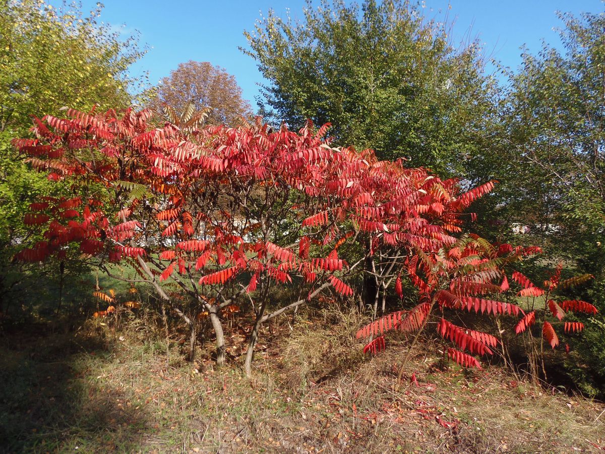 Изображение особи Rhus typhina.