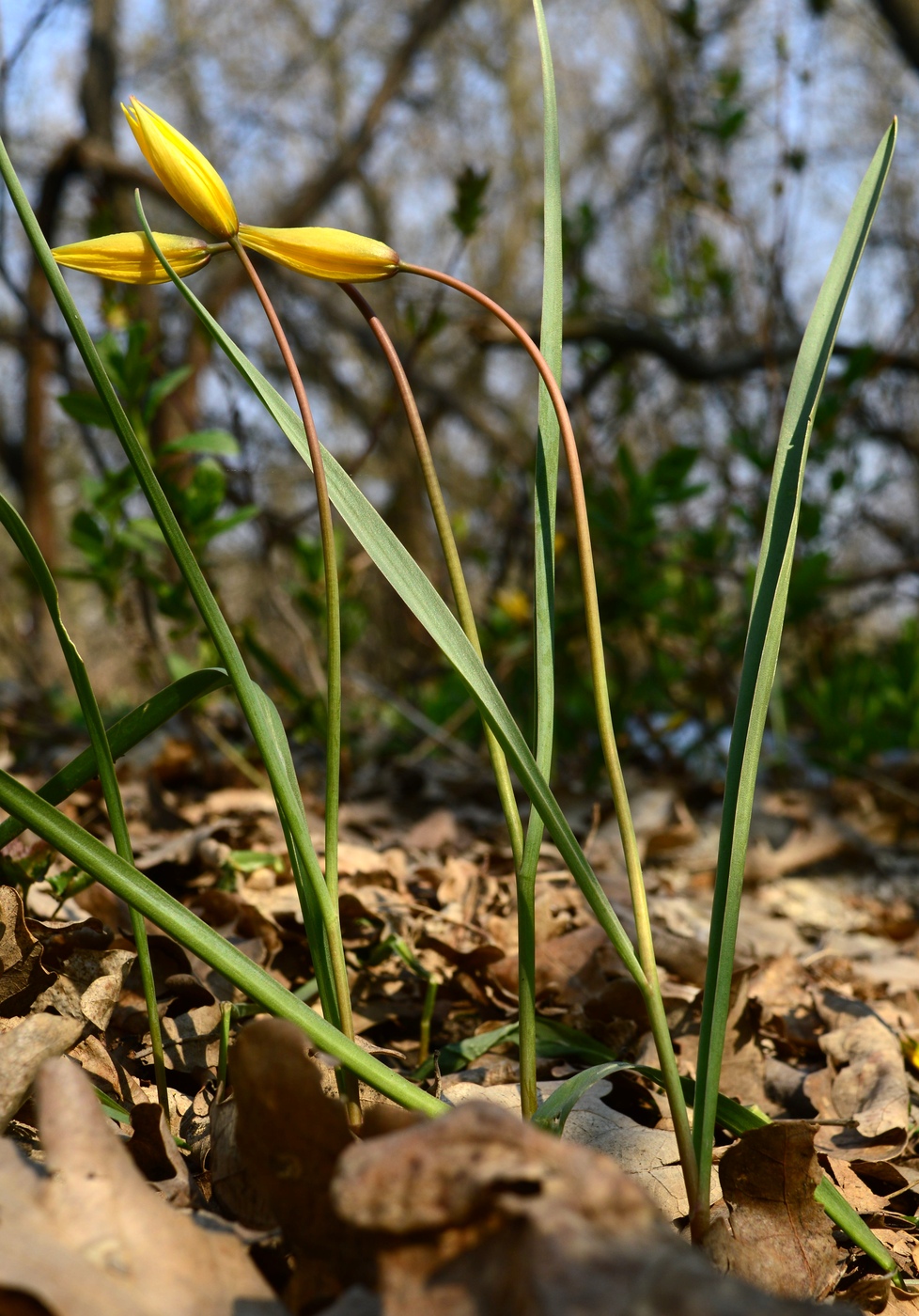 Image of Tulipa biebersteiniana specimen.