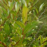 Salix pentandra