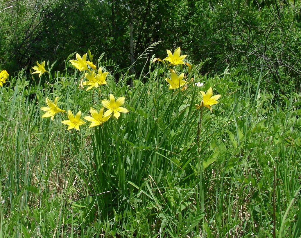 Image of Hemerocallis lilio-asphodelus specimen.