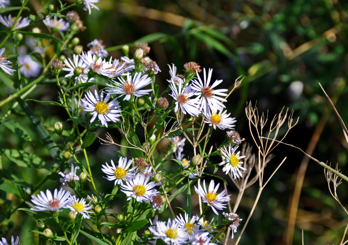 Image of Symphyotrichum novi-belgii specimen.