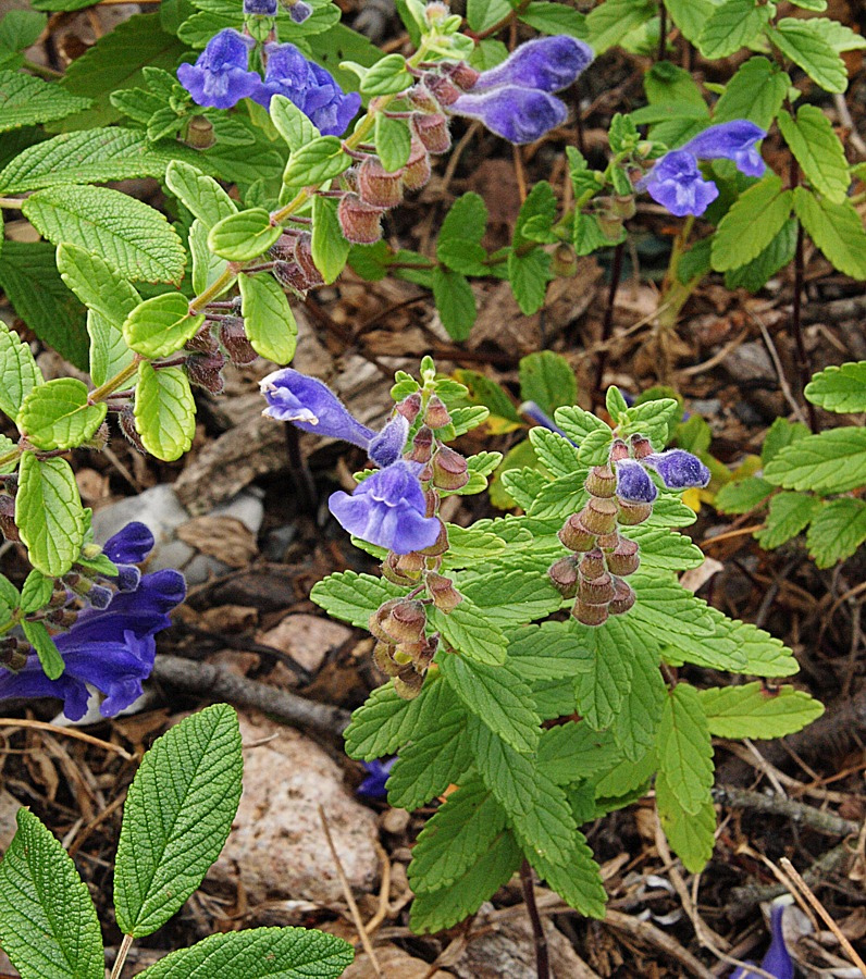 Изображение особи род Scutellaria.