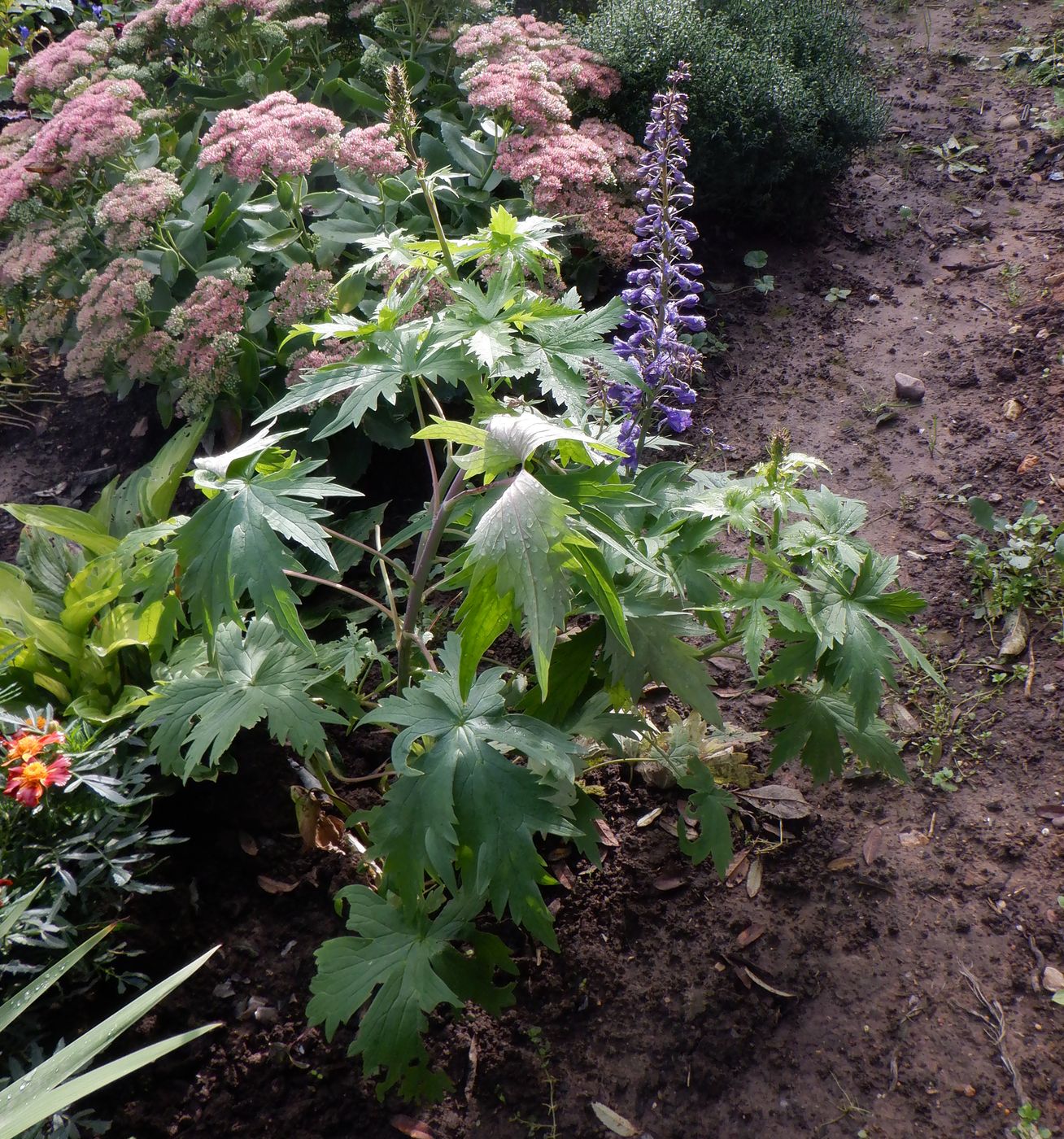 Изображение особи Delphinium &times; phoeniceum.