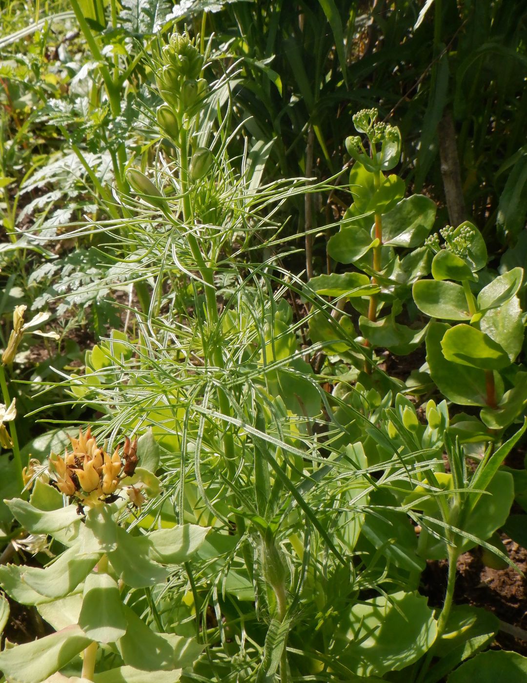 Image of Delphinium ajacis specimen.