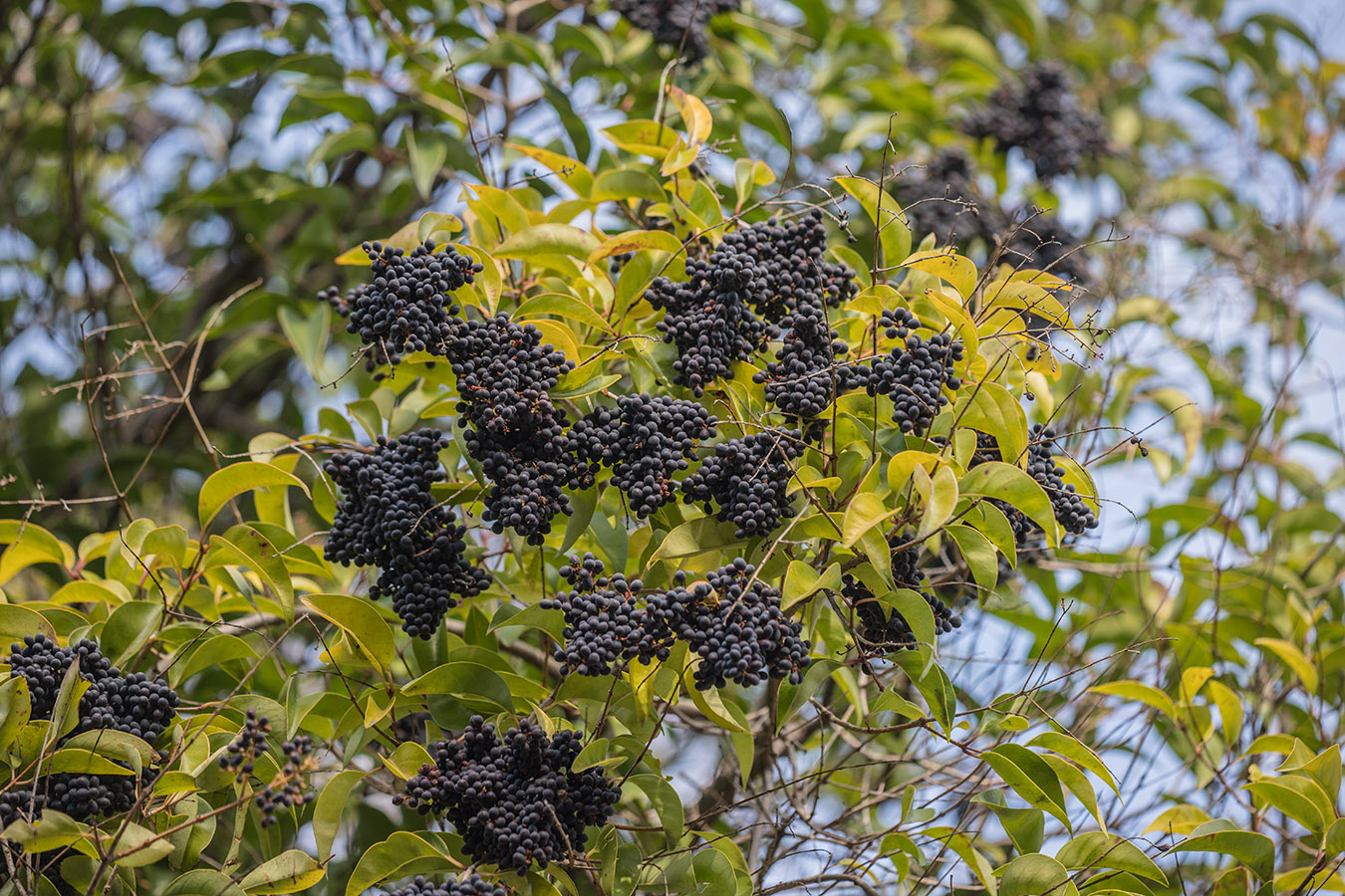 Image of Ligustrum lucidum specimen.