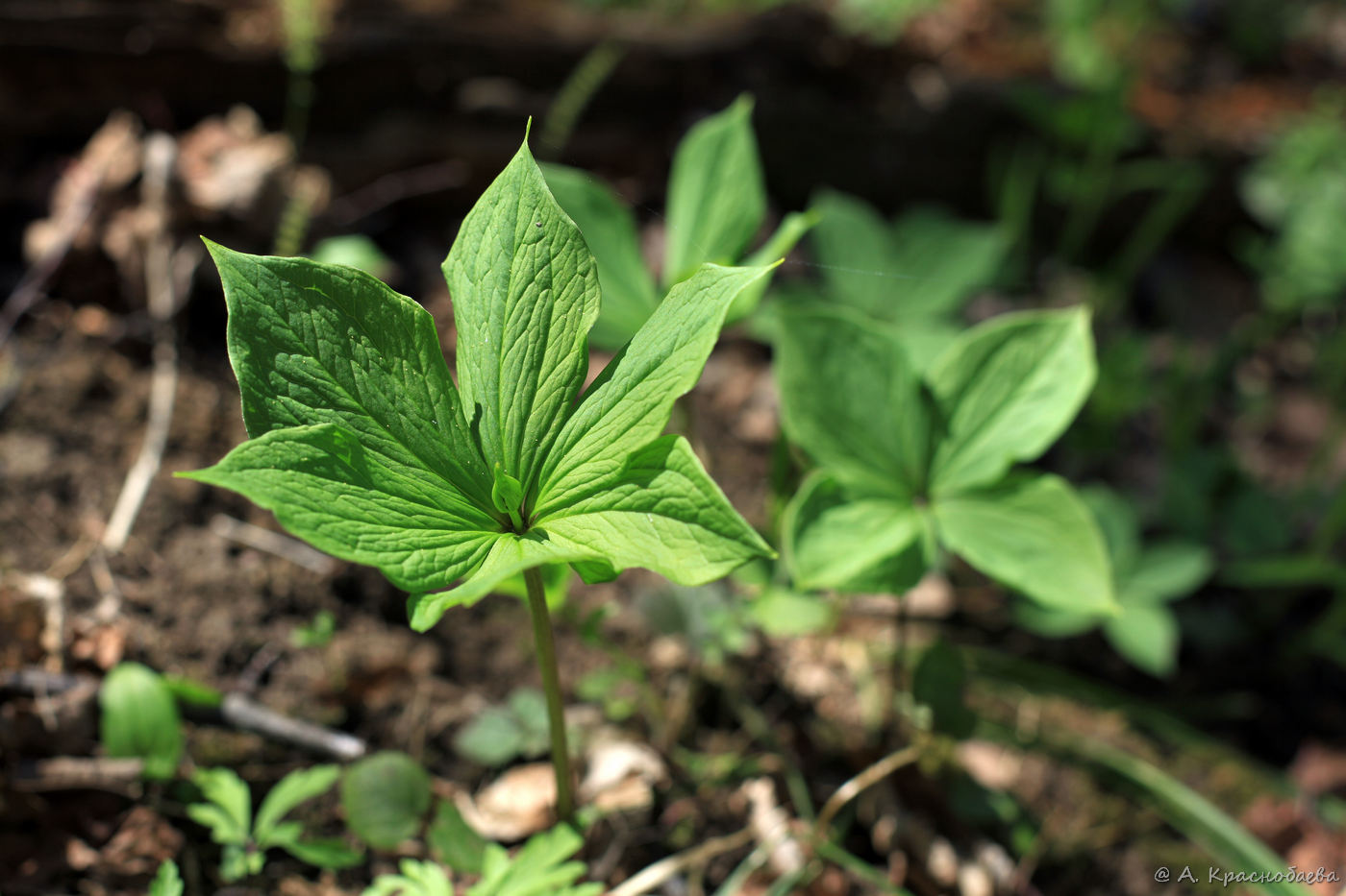 Image of Paris quadrifolia specimen.