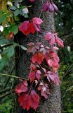 Parthenocissus quinquefolia