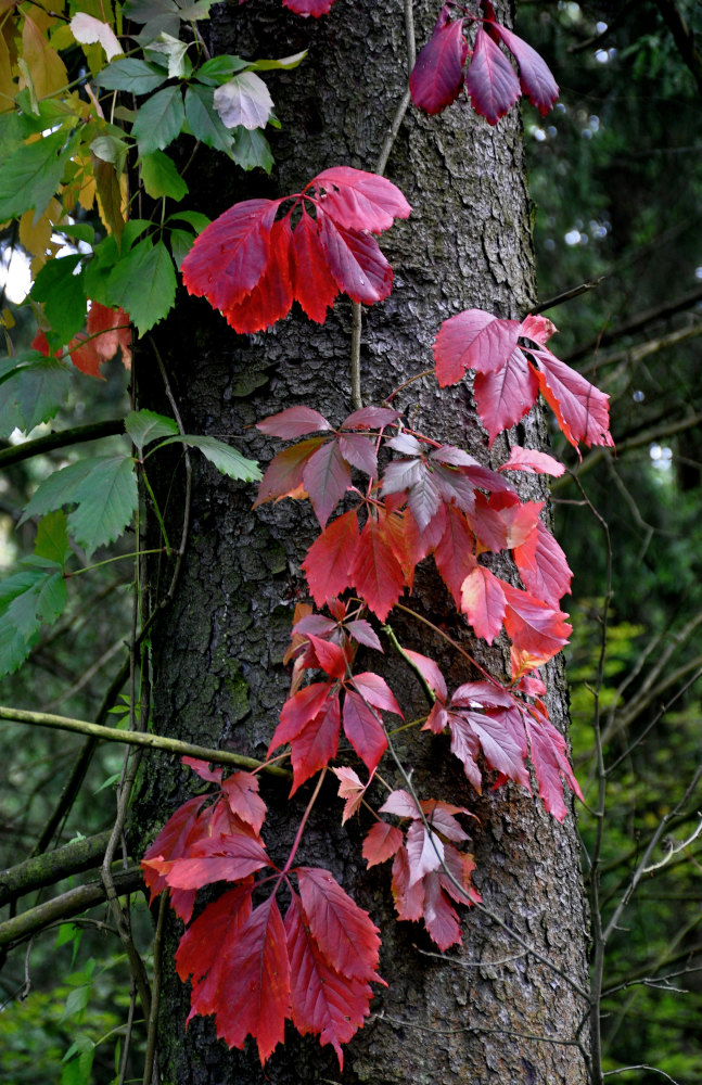 Image of Parthenocissus quinquefolia specimen.