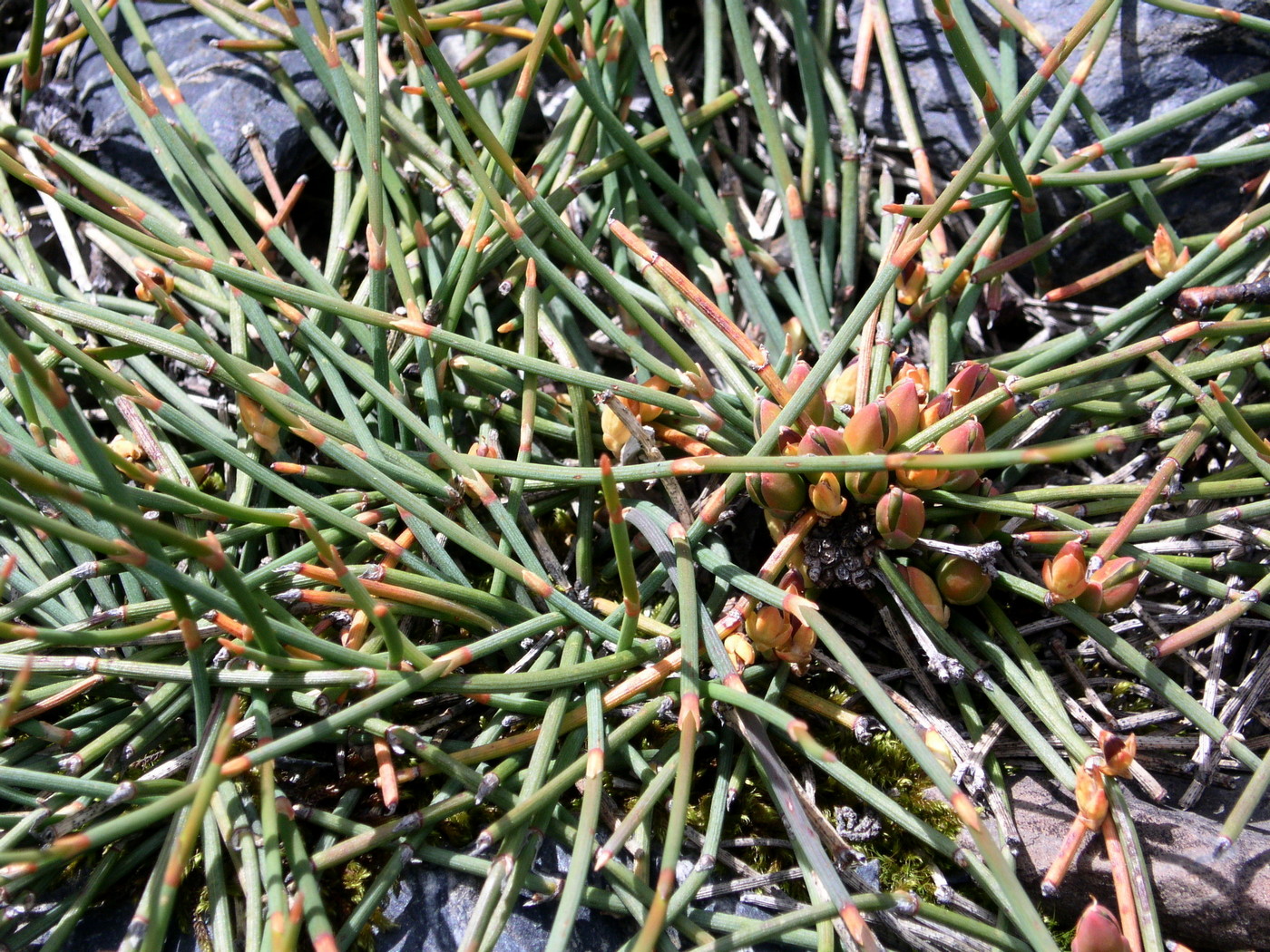 Изображение особи Ephedra monosperma.