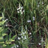 Ornithogalum ponticum. Соцветия. Краснодарский край, м/о Анапа, окр. пос. Супсех, среди кустарников у обрывистого приморского склона. 14.06.2019.