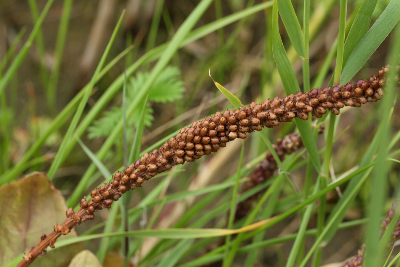 Изображение особи Plantago uliginosa.