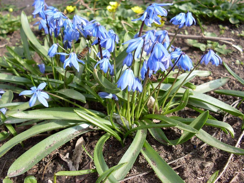 Image of Scilla siberica specimen.