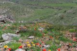 View full-size image Tulipa greigii
