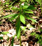 Lilium pilosiusculum