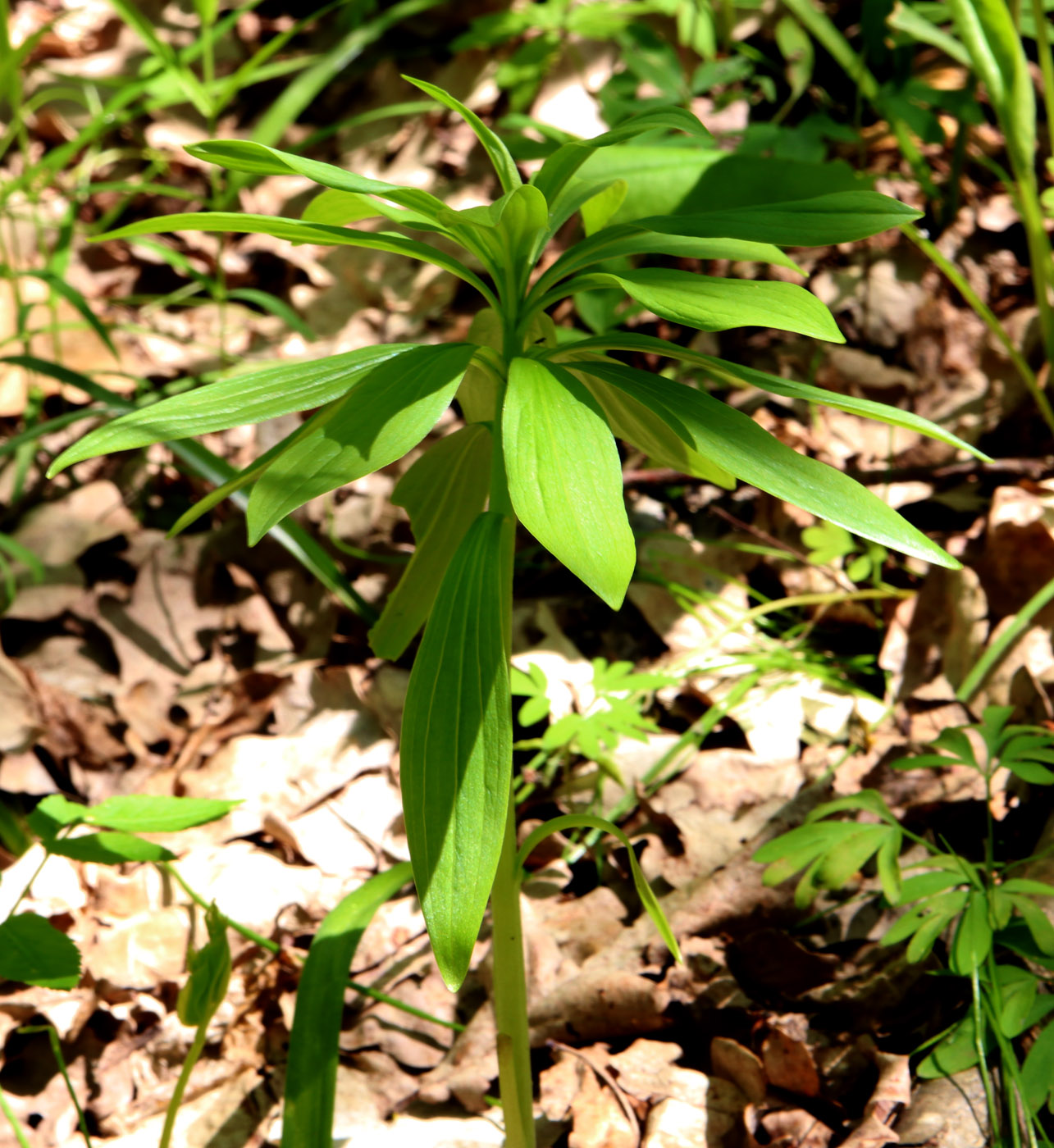 Изображение особи Lilium pilosiusculum.