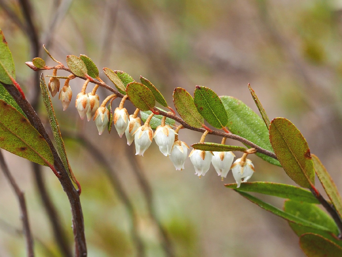 Изображение особи Chamaedaphne calyculata.