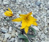 Tulipa australis