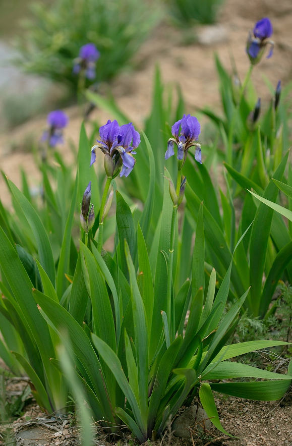 Image of Iris alberti specimen.