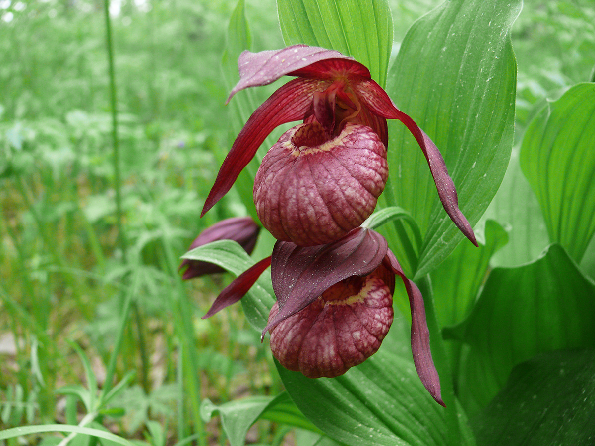 Image of Cypripedium &times; ventricosum specimen.