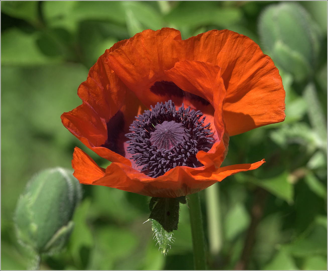 Image of Papaver setiferum specimen.