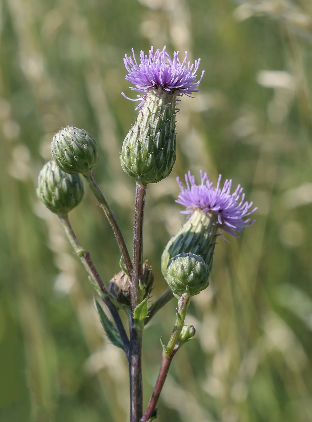 Изображение особи Cirsium canum.