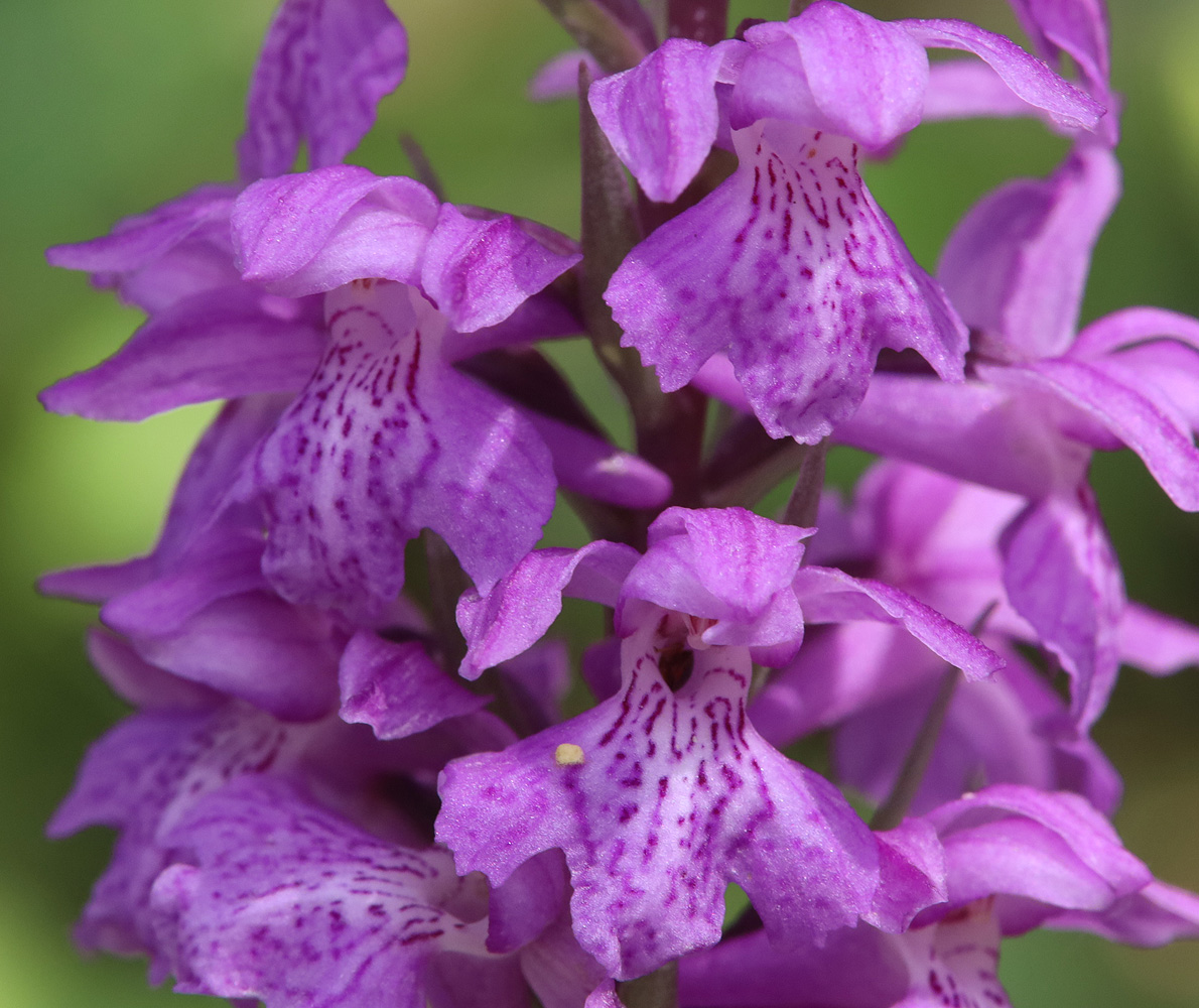 Image of Dactylorhiza saccifera specimen.