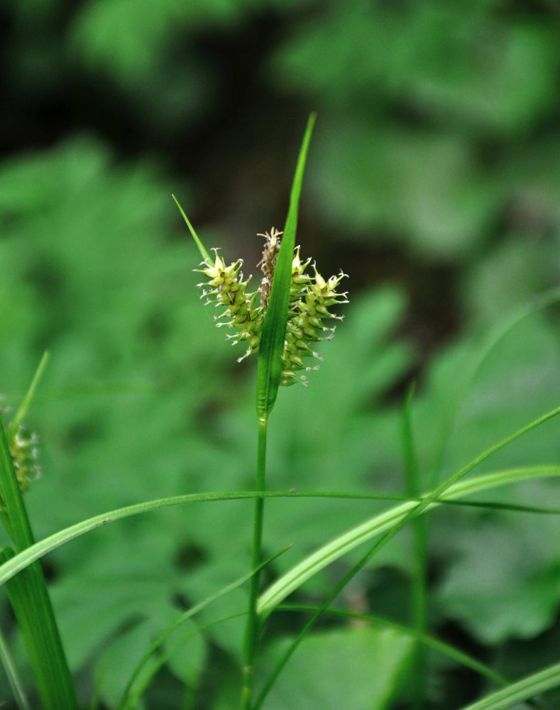 Изображение особи Carex vesicata.