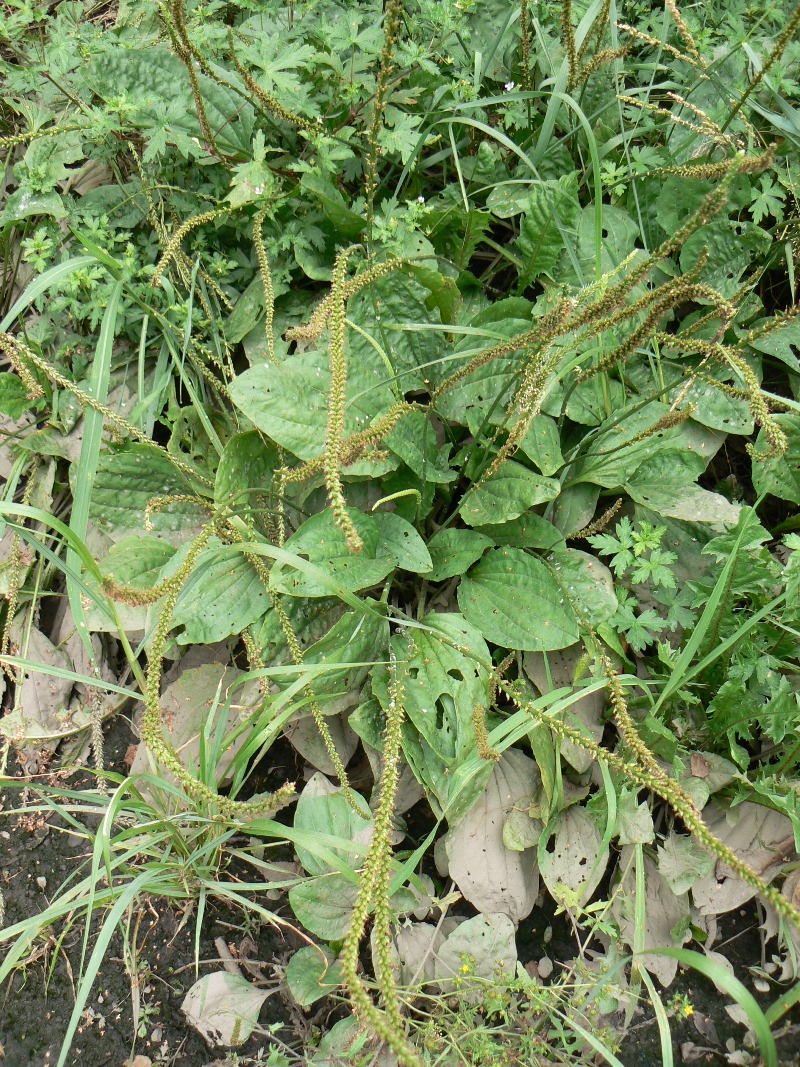 Изображение особи Plantago major.