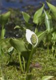 Calla palustris. Плодоносящее растение. Архангельская обл., Соловки, о. Бол. Соловецкий, сфагновая сплавина у берега озера. 30.06.2021.