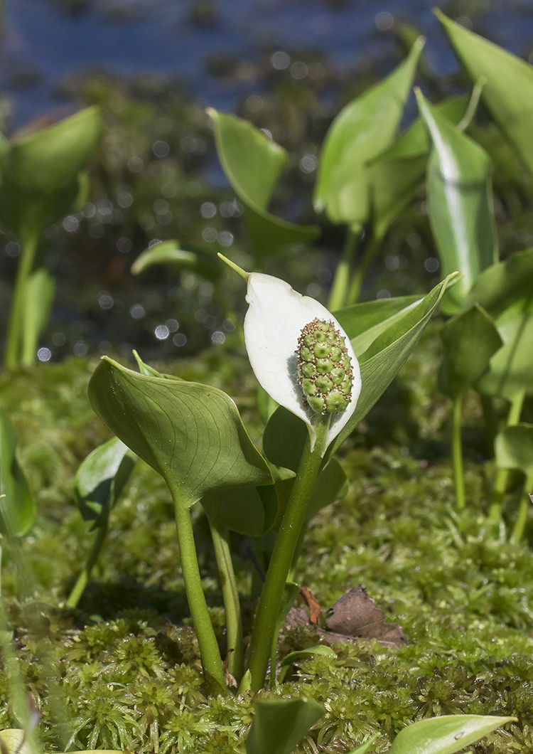 Изображение особи Calla palustris.