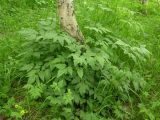 Cimicifuga simplex. Растение в каменноберёзовом лесу. Камчатский край, Елизовский р-н, природный парк \"Вулканы Камчатки\", кордон Пиначевский. 18.07.2007.