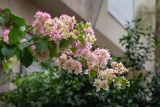 род Bougainvillea