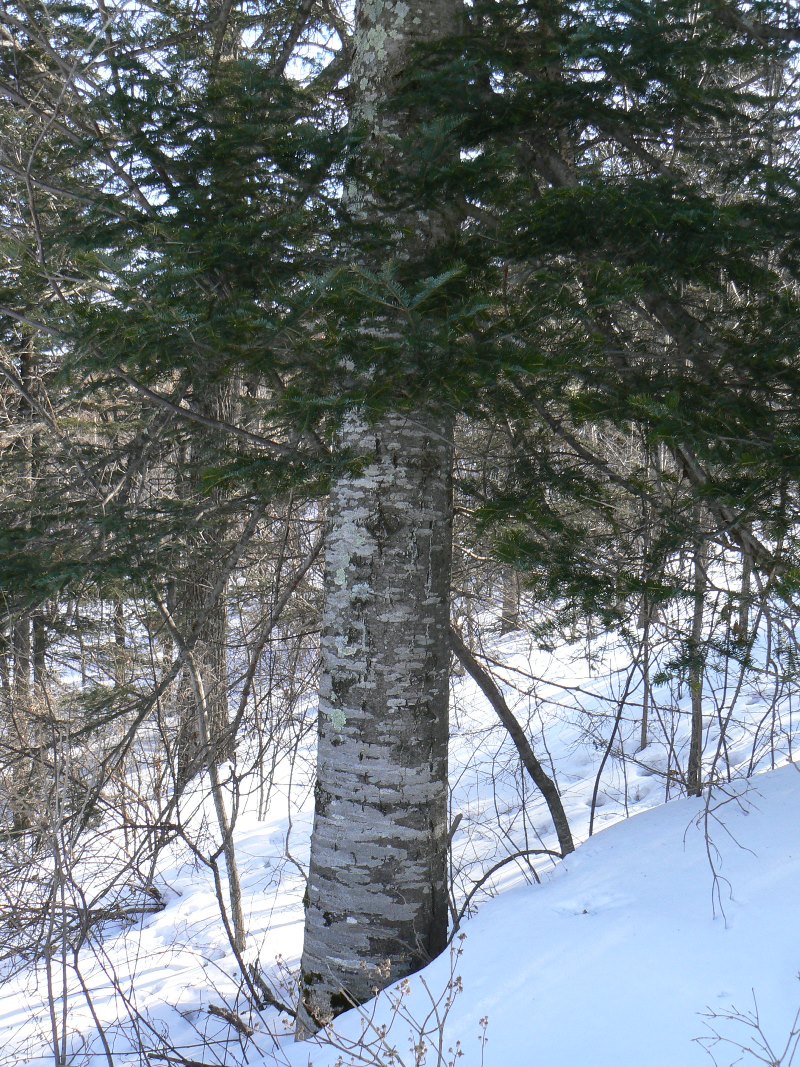 Image of Abies nephrolepis specimen.