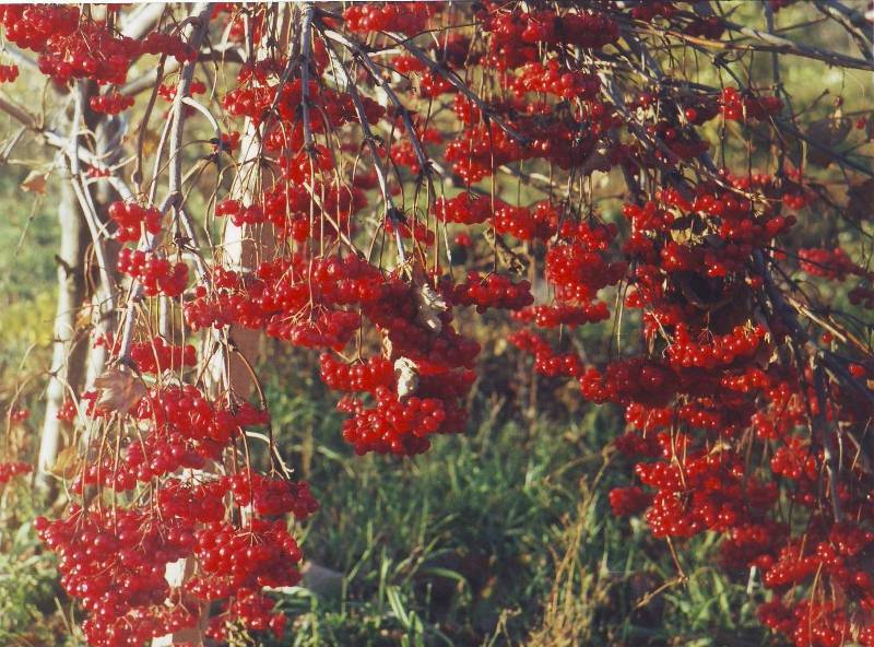 Image of Viburnum opulus specimen.