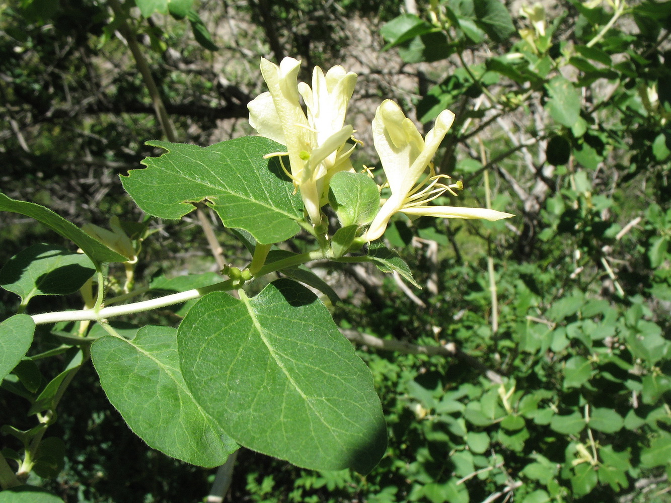 Image of Lonicera nummulariifolia specimen.